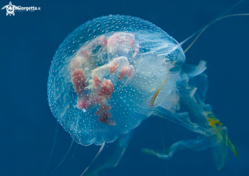 A Jellyfish | Jellyfish