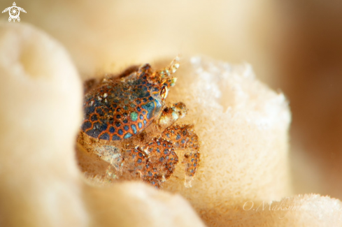 A Coral gall crab (Pseudocryptochirus viridis)