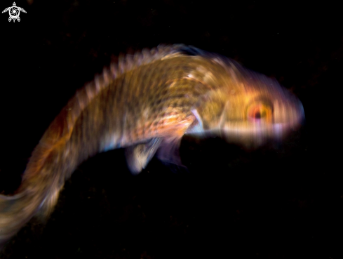 A Goldsinny wrasse