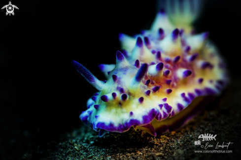 A Nudibranch