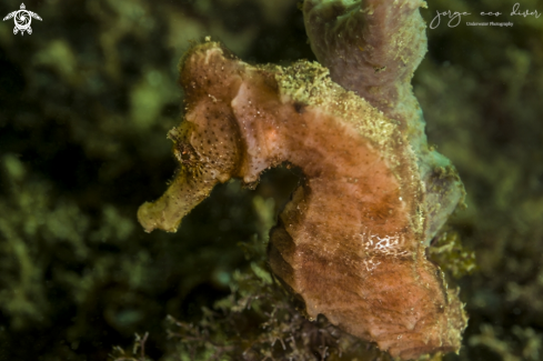 A Seahorse