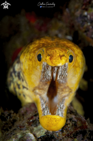 A Enchelycore anatina | Fangtooth moray