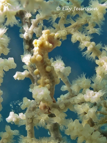 A Pygmee Seahorse