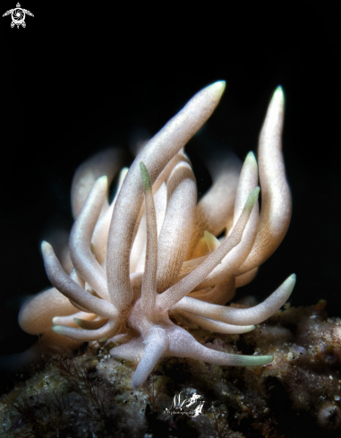 A Phyllodesmium briareum  sea snail 