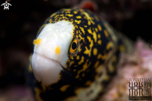 A Echidna nebulosa | Snowflake Moray Eel