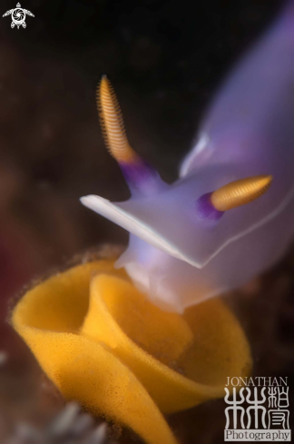 A Nudibranch