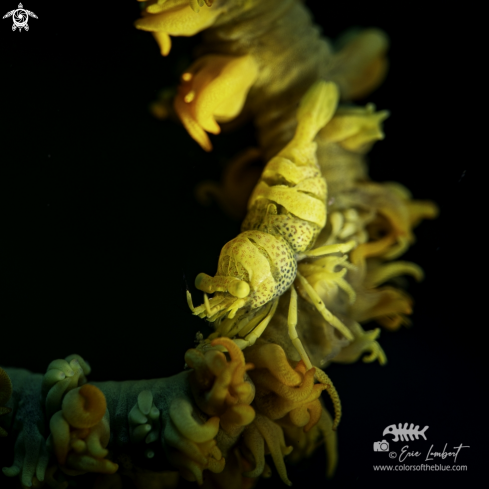 A whip coral shrimp