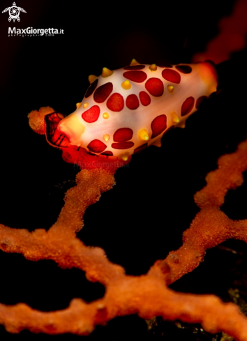 A cowrie | cowrie