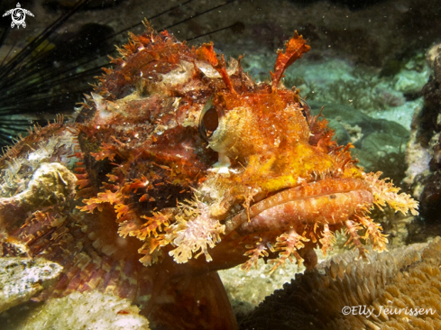 A underwater creature