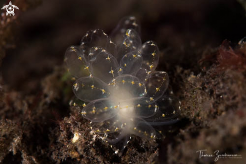 A Nudibranch 