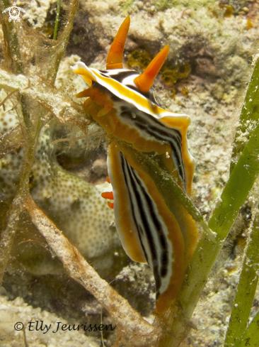 A Chromodoris magnifica | 