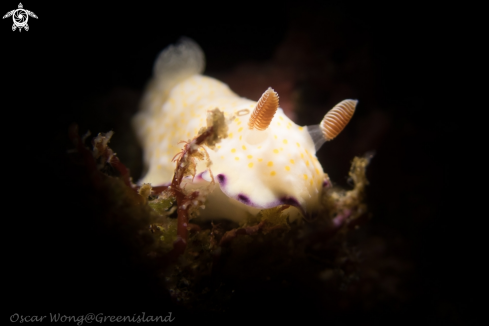 A Phyllodesmium briareum | Goniobranchus Rufomaculatus