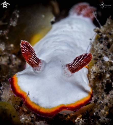 A Goniobranchus preciosus (Kelaart, 1858) | Goniobranchus Nudibranch ( 15 to 30 mm.)