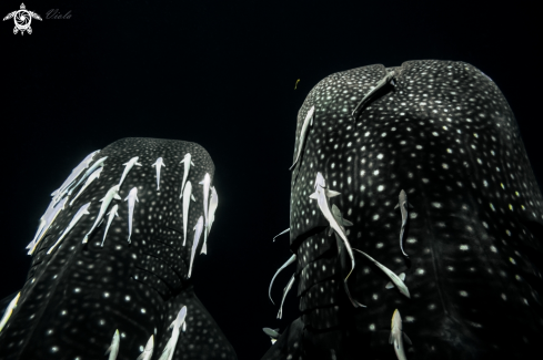 A Rhincodon typus | Whale Shark