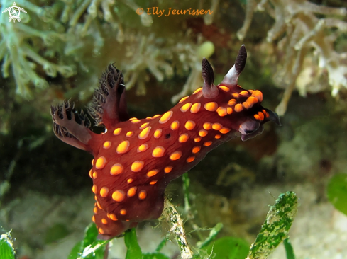 A Nembrotha Guttata | 