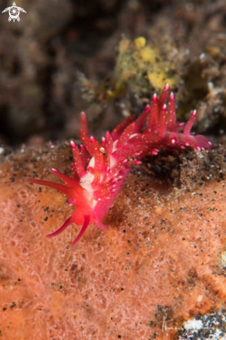 A Nudibranch 