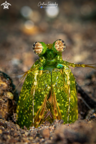 A Pseudosquillia ciliata | Mantis shrimp