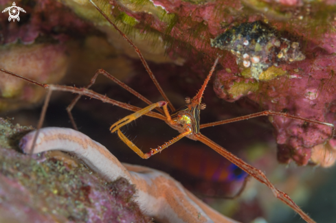 A Stenorhynchus debilis | Arrow Crab