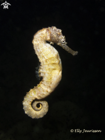 A Hippocampus  | Seahorse