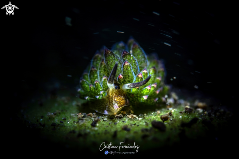 A Costasiella kuroshimae | Nudibranch