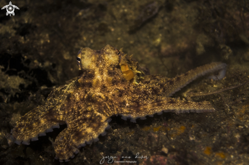 A Common Octopus