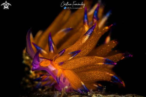 A Hermaea sp. | Nudibranch