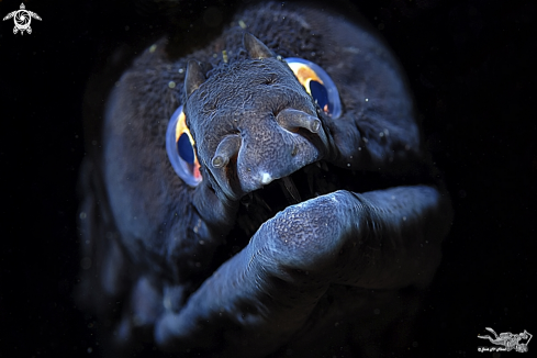 A underwater creature