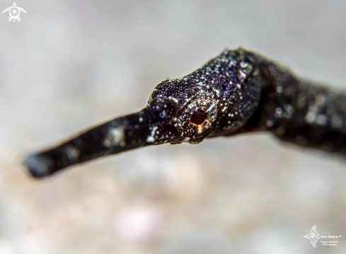 A Trachyrhamphus bicoarctatus (Bleeker, 1857) | Double ended pipefish  