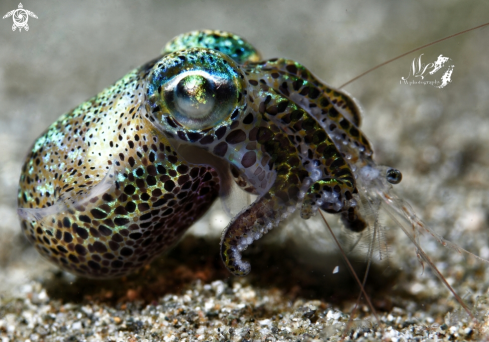 A Bobtail Squid 