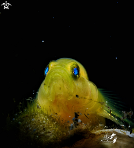 A Yellow Gobyfish