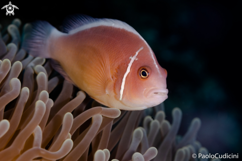 A Pink Anemone Fish