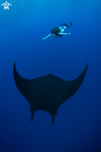 A Manta Birostris