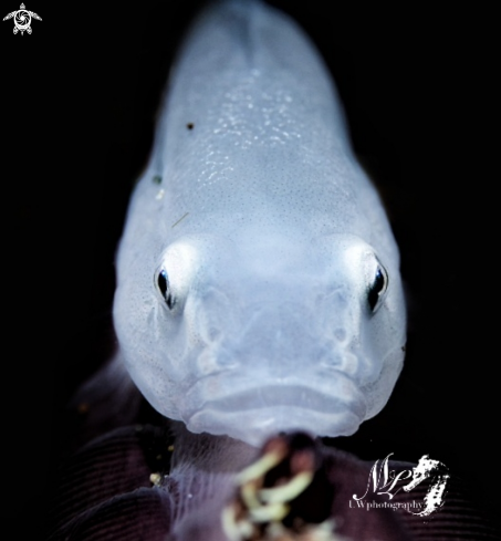 A Ghost Goby 