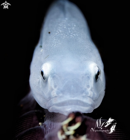 A Pleurosicya boldinghi | Ghost Goby 