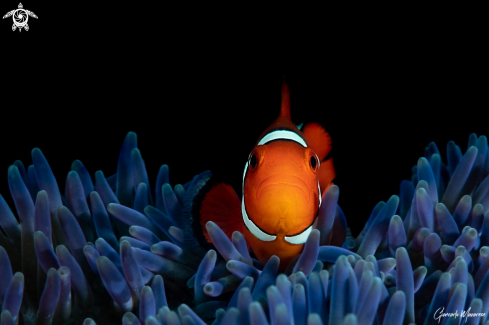 A Clownfish