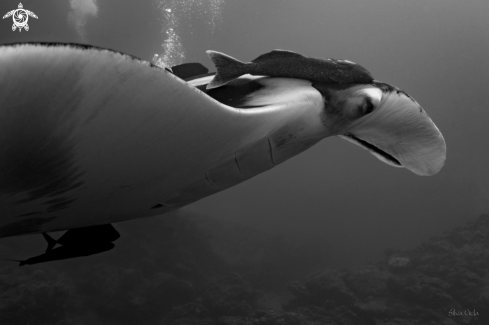 A Giant Oceanic Manta