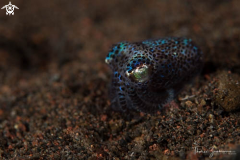 A Bobtail Squid 