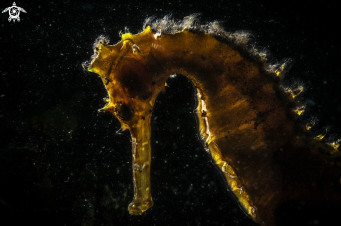 A Hippocampus Hystrix | Yellow Seahorse