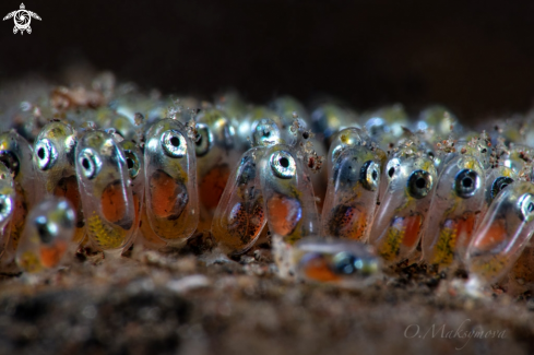 A The new generation of anemone fish 