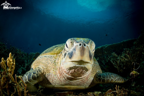 A marine turtle | marine turtle