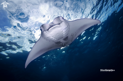 A manta ray | manta ray