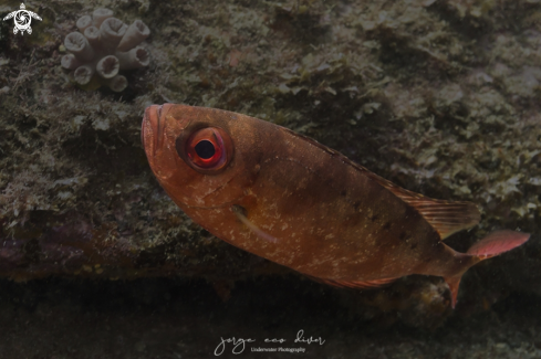 A Heteropriacanthus cruentatus | Glasseye snapper