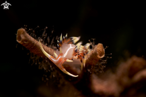 A NUDIBRANCH