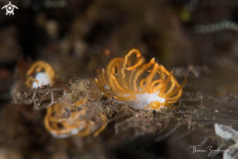 A Nudibranch 