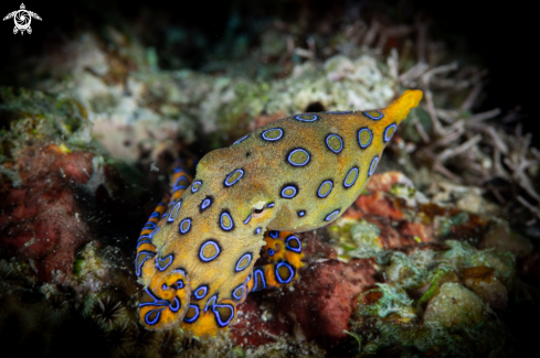 A Blue-ringed Octopus