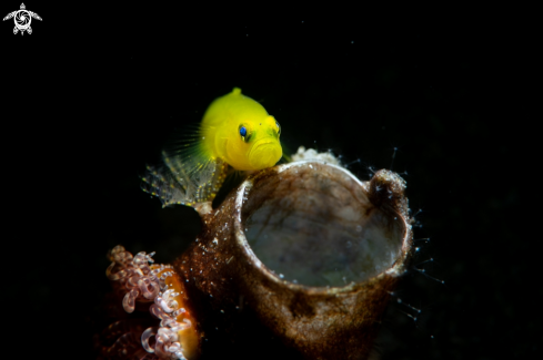 A Yellow Coral Goby