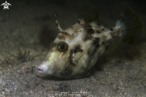 A Stephanolepis hispidus | Planehead filefish