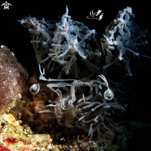 A Ghost nudibranch 