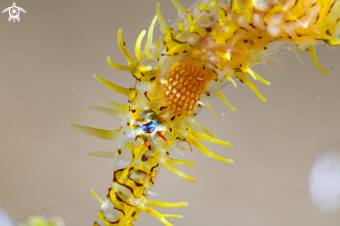 A Pipefish