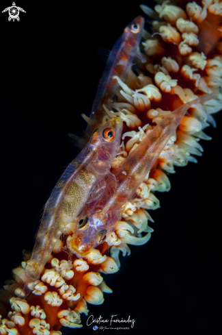 A Bryaninops yongei | Goby